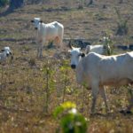 Agropecuária nordestina ganha plano de ação para o seu desenvolvimento Agropecuária nordestina ganha plano de ação para o seu desenvolvimento