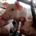 Governo adota medidas para prevenir entrada da peste suína clássica em Sergipe Governo adota medidas para prevenir entrada da peste suína clássica em Sergipe