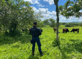 Suspeito de roubo de gado é flagrado após denúncia em Tobias Barreto