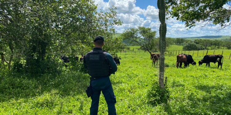 Suspeito de roubo de gado é flagrado após denúncia em Tobias Barreto