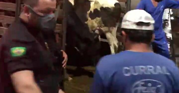 Polícia Civil prende dupla em flagrante por furto de gado