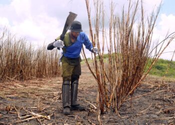 Governo entrega cartões a novos beneficiários do Mão Amiga Cana a partir desta segunda, 21