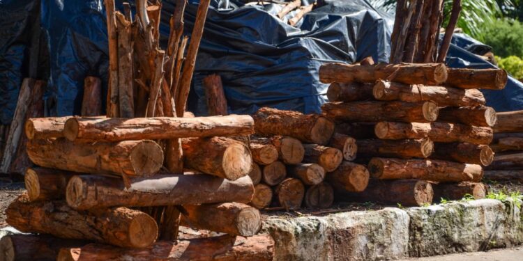 Infectologista destaca importância da proibição de fogueiras e fogos durante a pandemia