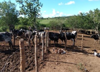 Campanha de Vacinação contra Febre Aftosa é prorrogada até 16 de julho