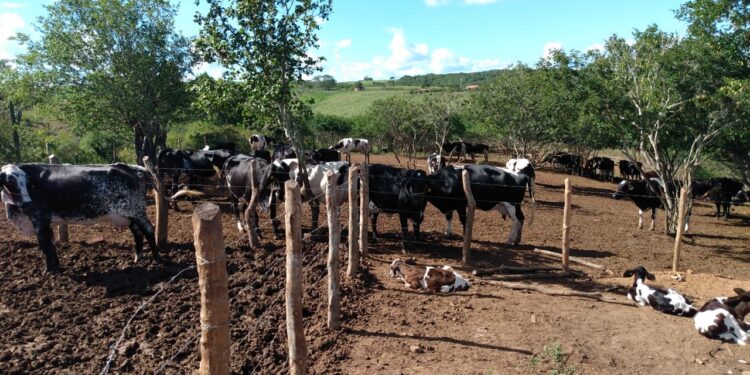 Campanha de Vacinação contra Febre Aftosa é prorrogada até 16 de julho
