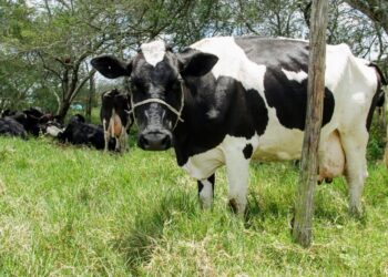 Sergipe é o sexto estado em produtividade de leite no Brasil