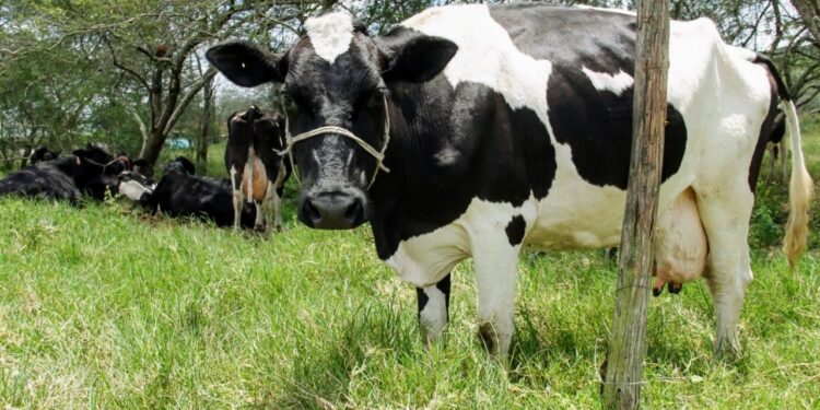 Sergipe é o sexto estado em produtividade de leite no Brasil