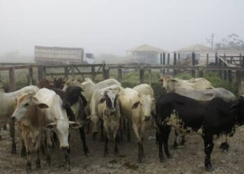 Operação da Polícia Civil e Emdagro flagra irregularidades em feira de animais no município de Tobias Barreto nesta segunda