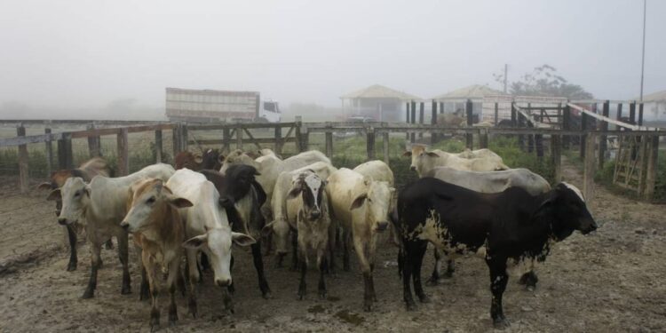 Operação da Polícia Civil e Emdagro flagra irregularidades em feira de animais no município de Tobias Barreto nesta segunda