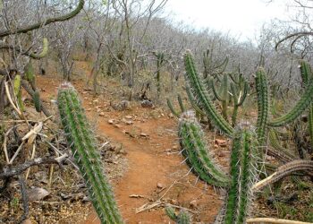 Caatinga é preservada pelo Governo de Sergipe com manutenção de Unidade de Conservação Ambiental