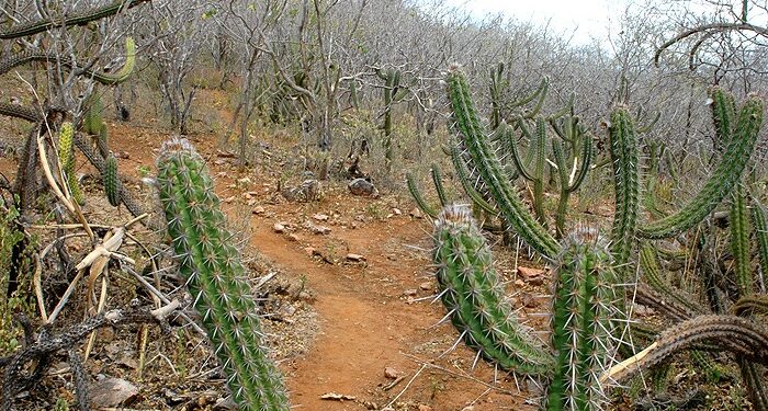 Caatinga é preservada pelo Governo de Sergipe com manutenção de Unidade de Conservação Ambiental