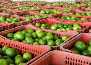 Platô de Neópolis exporta limão Taiti irrigado para o mercado europeu