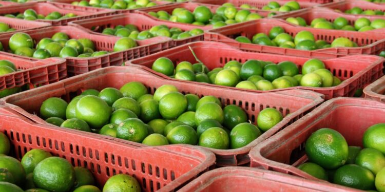 Platô de Neópolis exporta limão Taiti irrigado para o mercado europeu