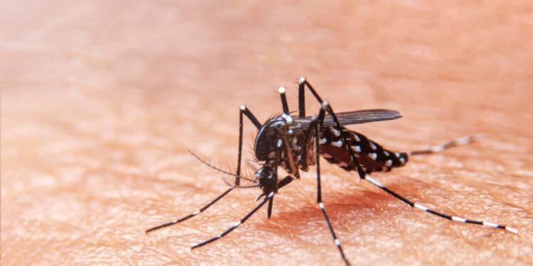 Sergipe registra queda no número de casos de dengue