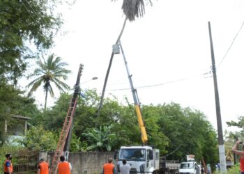 Prefeitura de Socorro realiza operação em conjunto para retirada de coqueiro