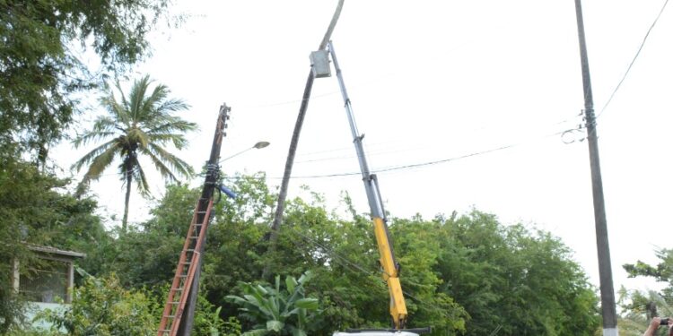 Prefeitura de Socorro realiza operação em conjunto para retirada de coqueiro