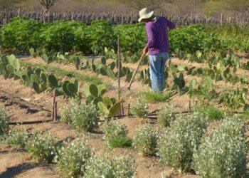 BNDES e fundo internacional lançam projeto de R$ 1 bi para Semiárido
