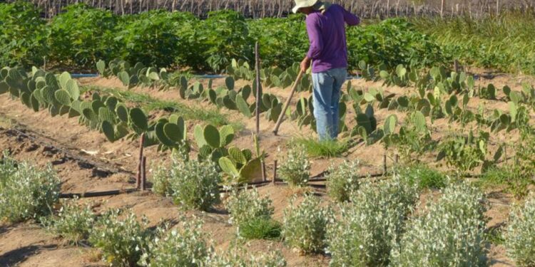 BNDES e fundo internacional lançam projeto de R$ 1 bi para Semiárido
