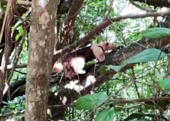 Equipe da Adema resgata Tamanduá-mirim em Laranjeiras