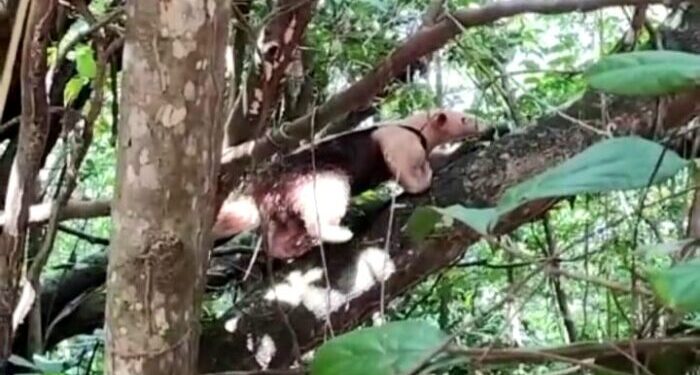 Equipe da Adema resgata Tamanduá-mirim em Laranjeiras