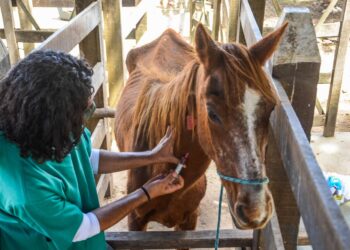 Centro de Apreensão oferece cuidados aos animais recolhidos em vias públicas