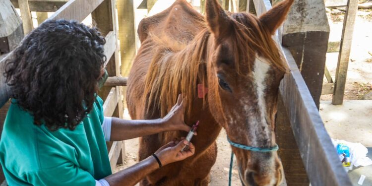 Centro de Apreensão oferece cuidados aos animais recolhidos em vias públicas