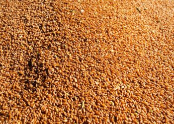 IBGE prevê safra recorde de 256,1 milhões de toneladas em 2021