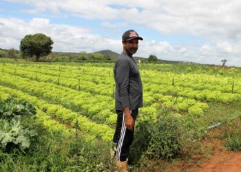 Alto Sertão produz toneladas de hortaliças irrigadas para Sergipe e estados vizinhos