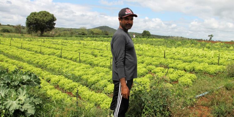 Alto Sertão produz toneladas de hortaliças irrigadas para Sergipe e estados vizinhos