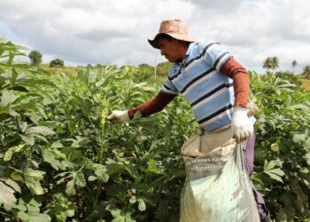 Canindé produz mais de 3mil toneladas de quiabo no 1º semestre