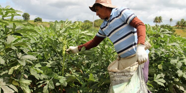 Canindé produz mais de 3mil toneladas de quiabo no 1º semestre