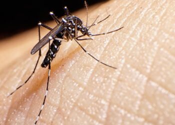 Sergipe registra queda de 78% de casos de Dengue e aumento de 90% nos casos de Zika em 2021