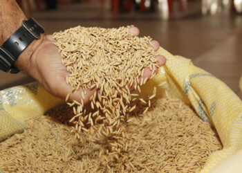 Arroz: Previsão de aumento da safra em 30,1% anima produtores beneficiados com entrega de sementes