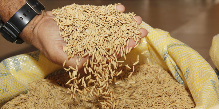 Arroz: Previsão de aumento da safra em 30,1% anima produtores beneficiados com entrega de sementes
