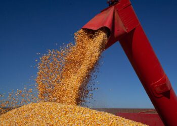 Governo zera alíquotas de tributos incidentes na importação de milho