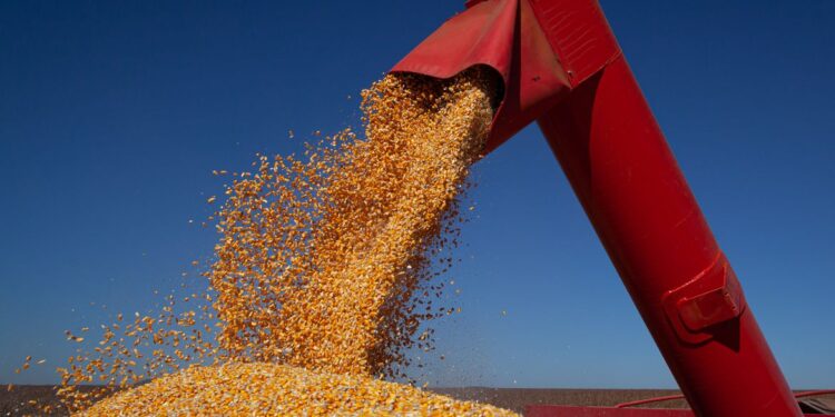 Governo zera alíquotas de tributos incidentes na importação de milho