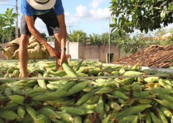 Sergipe deve continuar como 4º maior produtor de milho do Nordeste em 2021