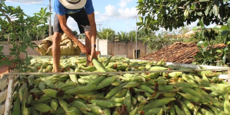 Sergipe deve continuar como 4º maior produtor de milho do Nordeste em 2021