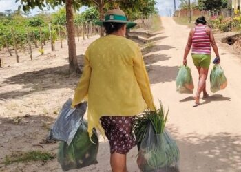 Salgado beneficia 600 famílias com Programa Aquisição de Alimentos