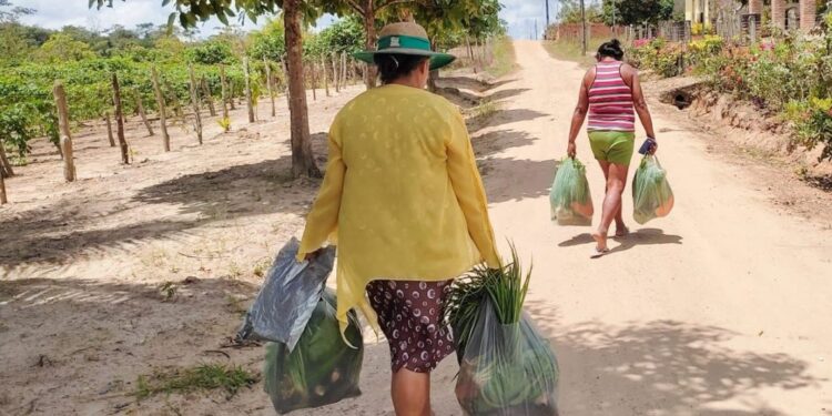 Salgado beneficia 600 famílias com Programa Aquisição de Alimentos