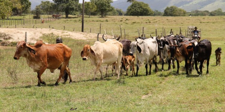Rebanhos de criadores irrigantes de Tobias Barreto recebem Inseminação Artificial