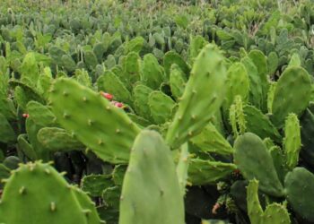 Governo do Estado investiu mais de R$ 20 milhões na expansão da economia rural