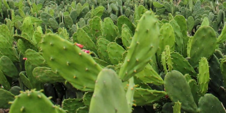 Governo do Estado investiu mais de R$ 20 milhões na expansão da economia rural