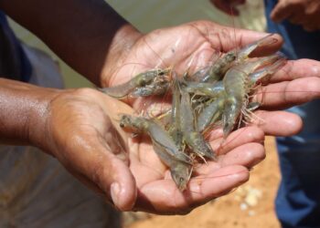 Semana do Pescado: Produção de camarão em Sergipe garante o produto na mesa e a qualidade do crustáceo