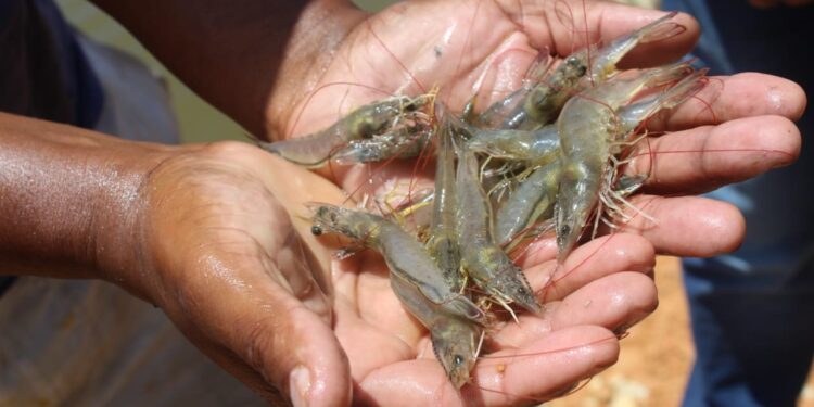 Semana do Pescado: Produção de camarão em Sergipe garante o produto na mesa e a qualidade do crustáceo
