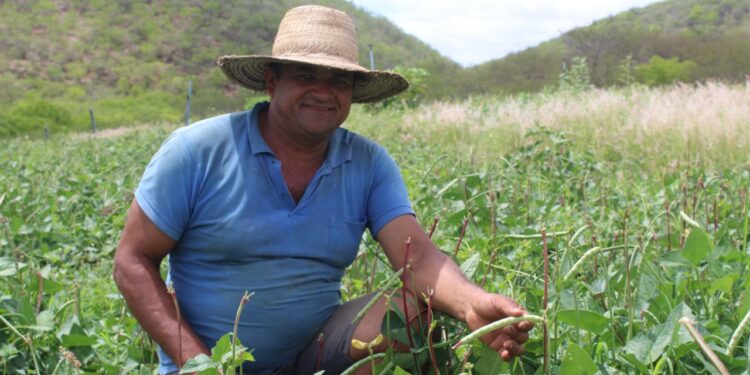 Garantia-Safra 2021/2022: agricultores familiares já podem aderir ao programa
