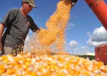 Estimativa de agosto prevê redução da safra de milho para Sergipe em 2021, diz IBGE