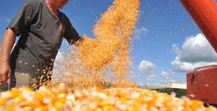 Estimativa de agosto prevê redução da safra de milho para Sergipe em 2021, diz IBGE