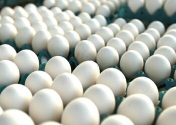 Produção de ovos cresce e chega a quase 27 milhões de dúzias em SE