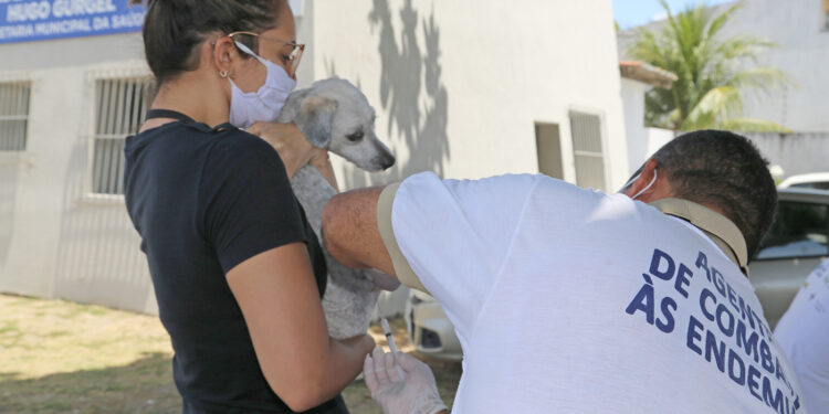 Aracaju iniciará campanha antirrábica na próxima segunda, dia 4